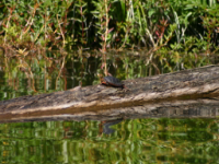 img_5004.jpg